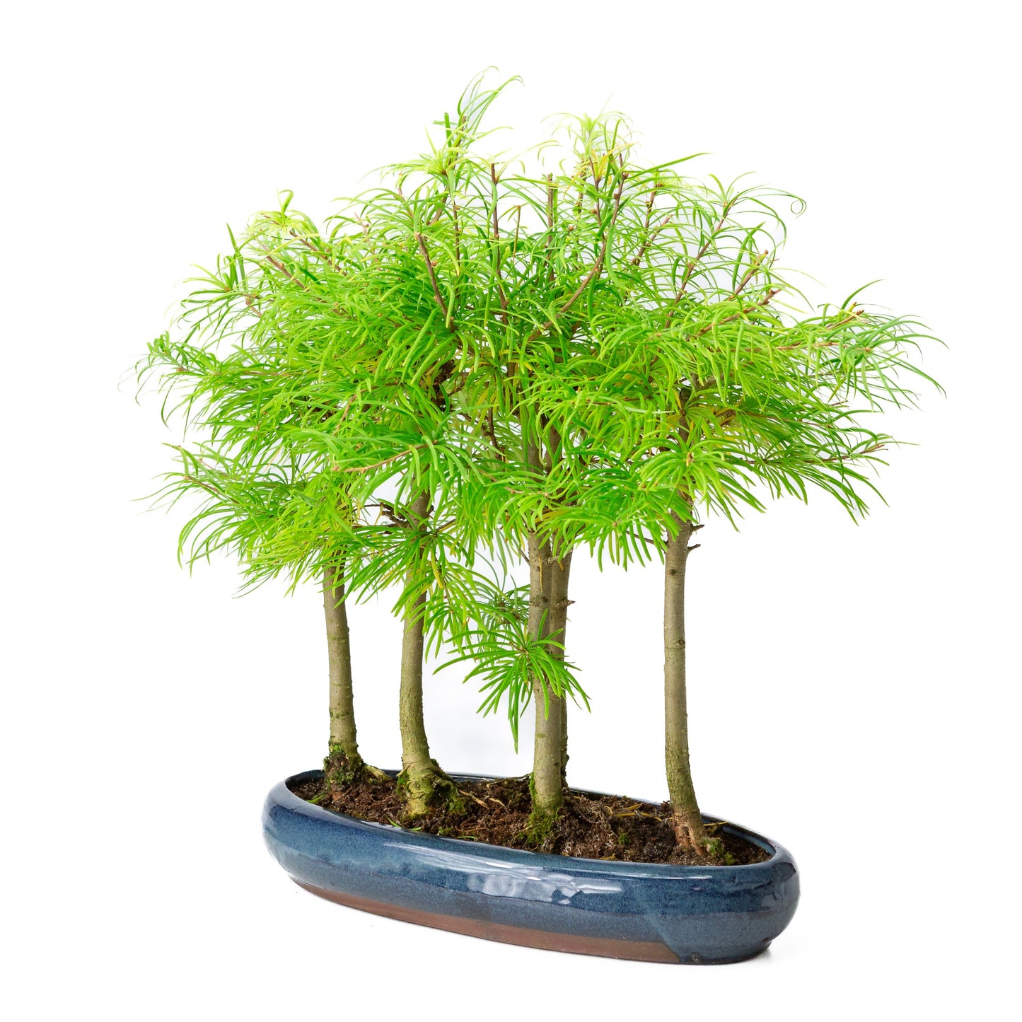 Pseudolarix amabilis forest blue oval pot 35cm, height ~38cm