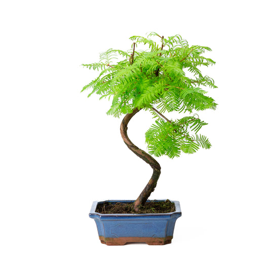 Metasequoia glyptostroboides pot 19cm, height ~40cm