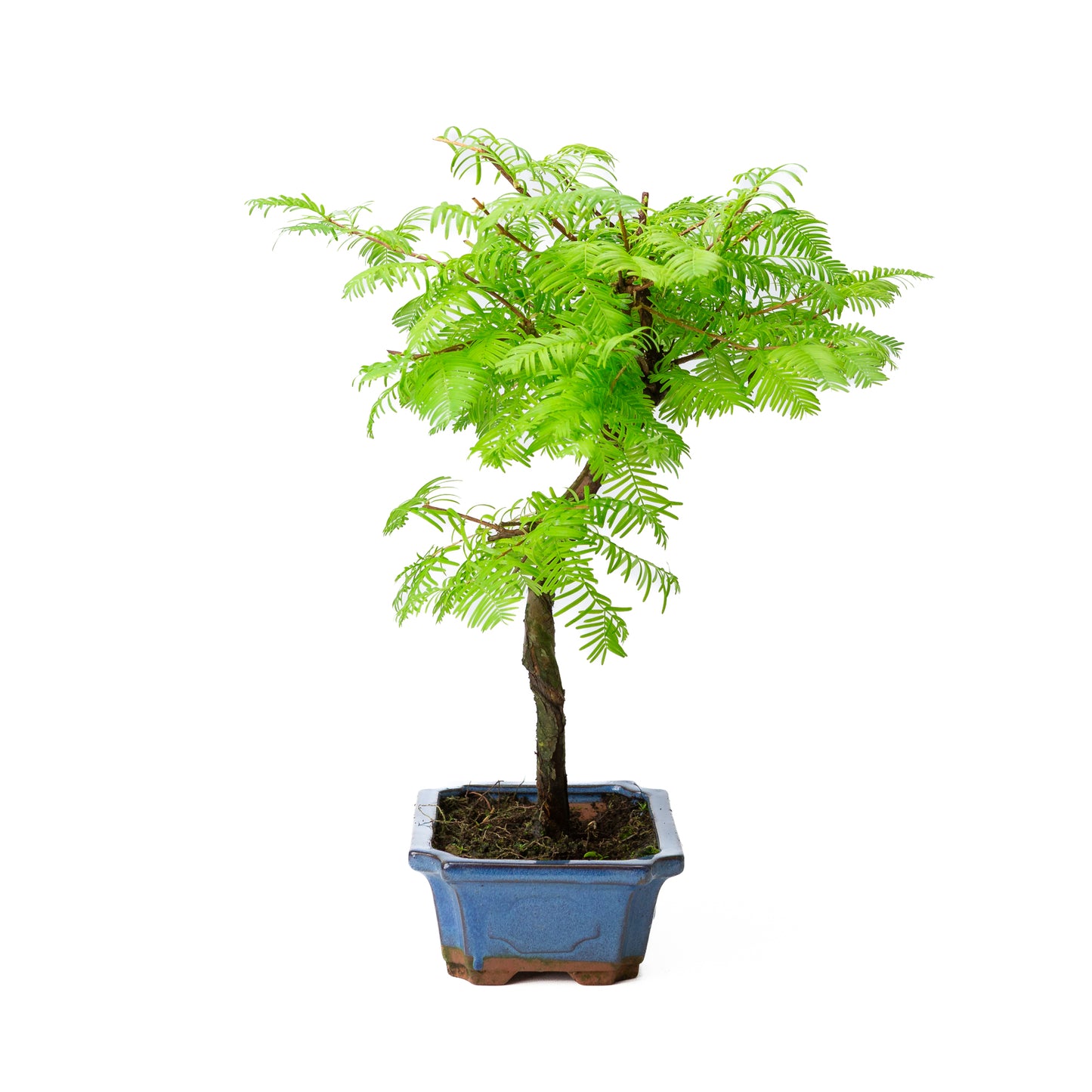 Metasequoia glyptostroboides pot 19cm, height ~40cm