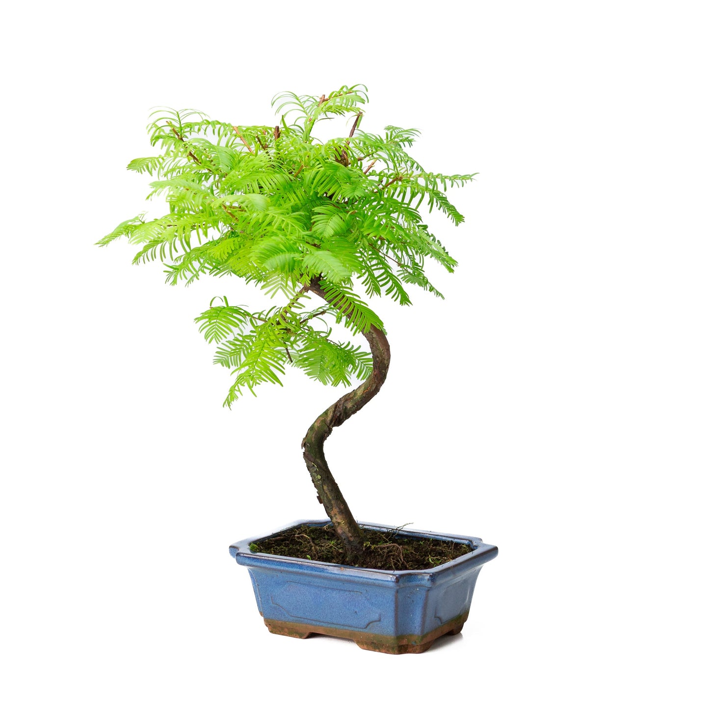 Metasequoia glyptostroboides pot 19cm, height ~40cm