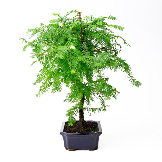 Metasequoia glyptostroboides pot 24cm, height ~53cm