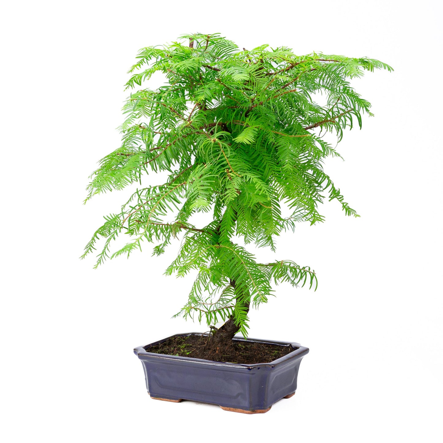 Metasequoia glyptostroboides pot 24cm, height ~53cm