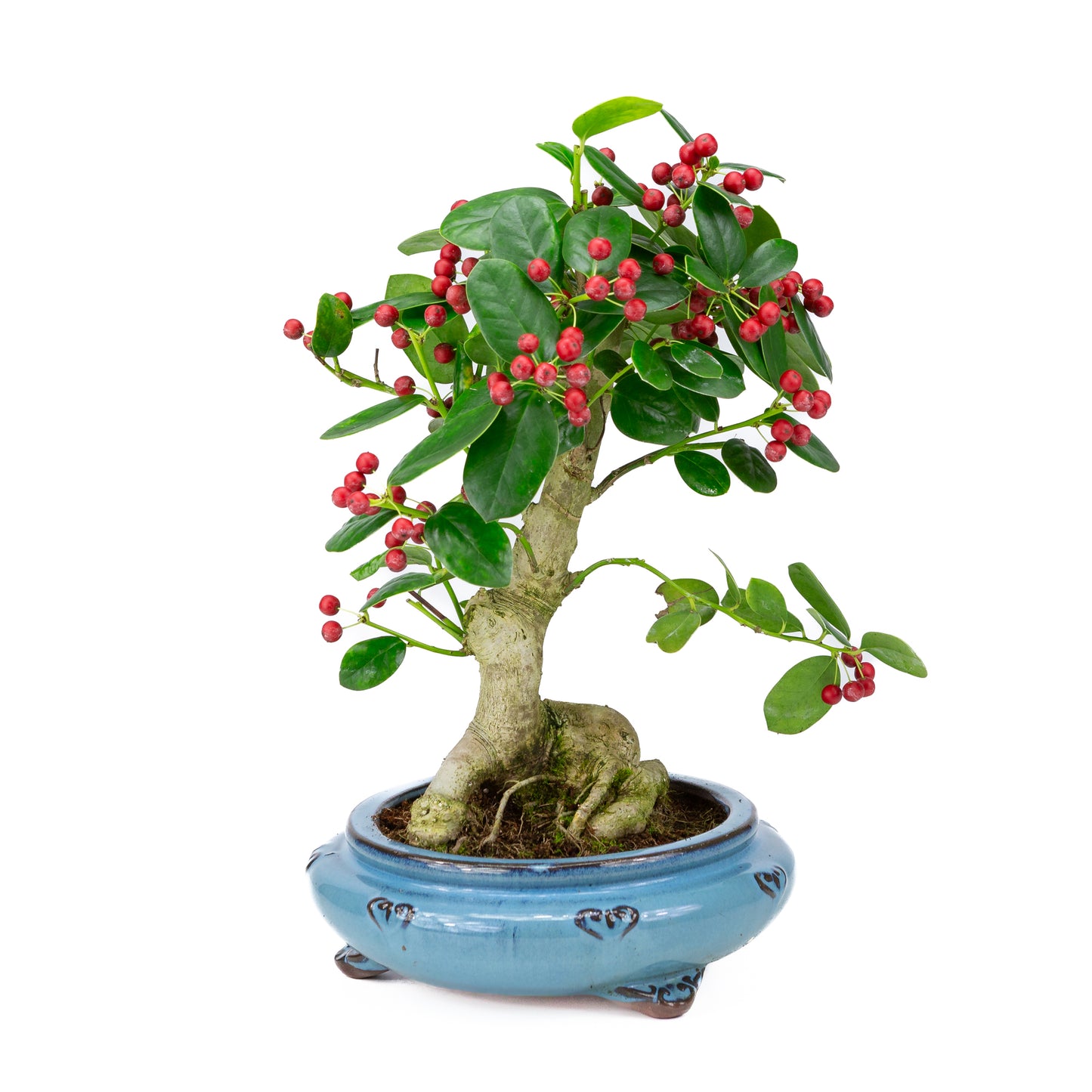 Ilex fortunei blue round pot 23cm, height ~37cm