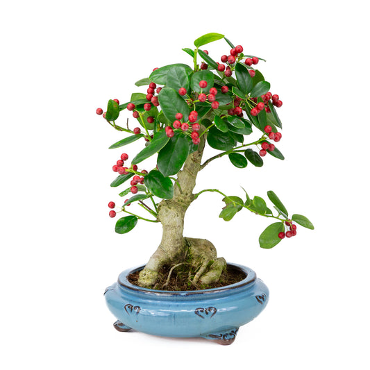 Ilex fortunei blue round pot 23cm, height ~37cm