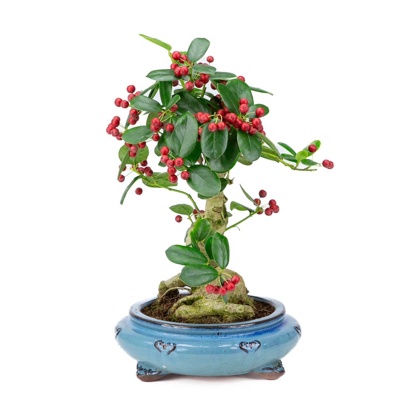 Ilex fortunei blue round pot 23cm, height ~37cm