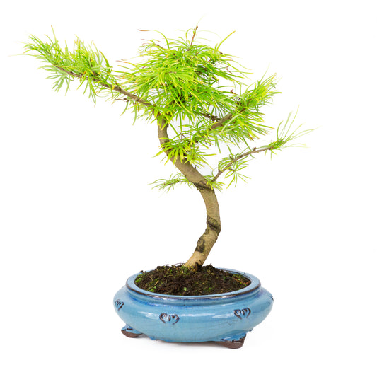 Pseudolarix shape blue round pot 23cm, height ~38cm