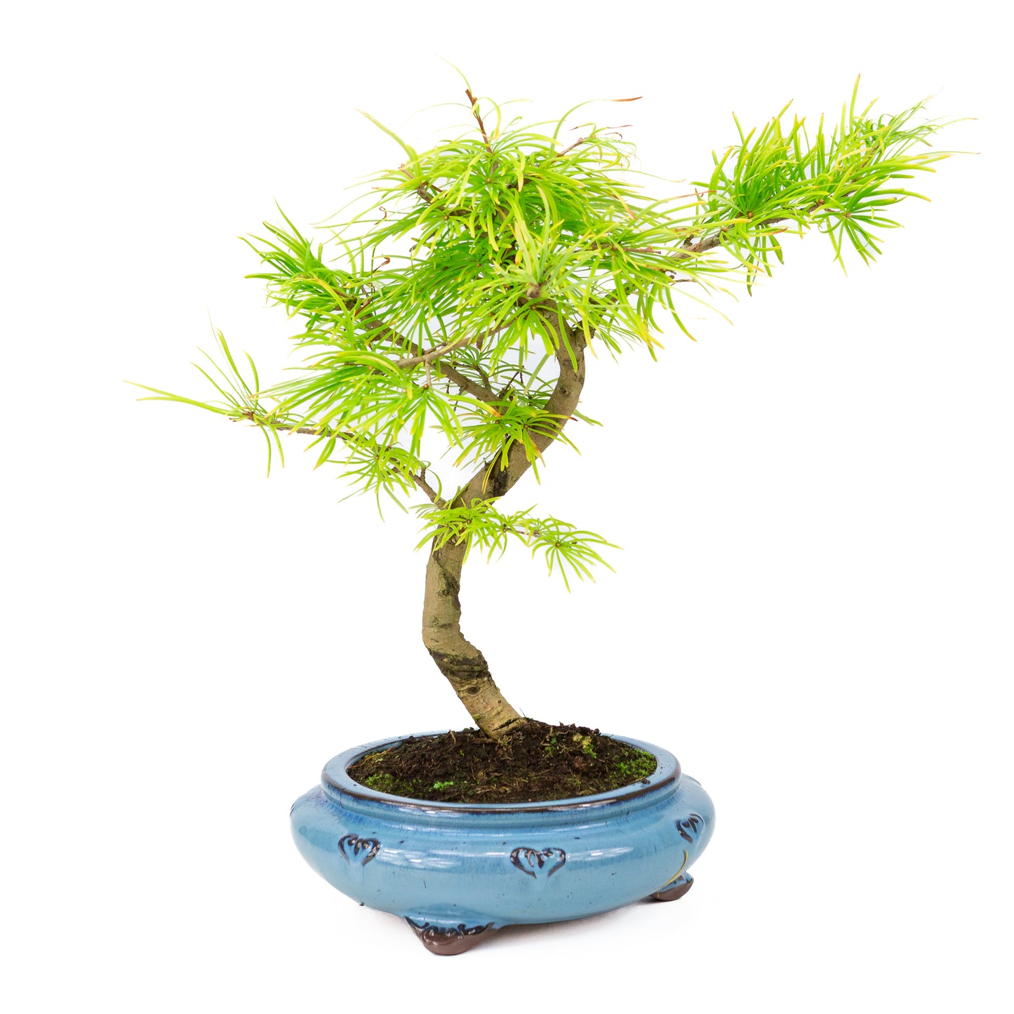 Pseudolarix shape blue round pot 23cm, height ~38cm