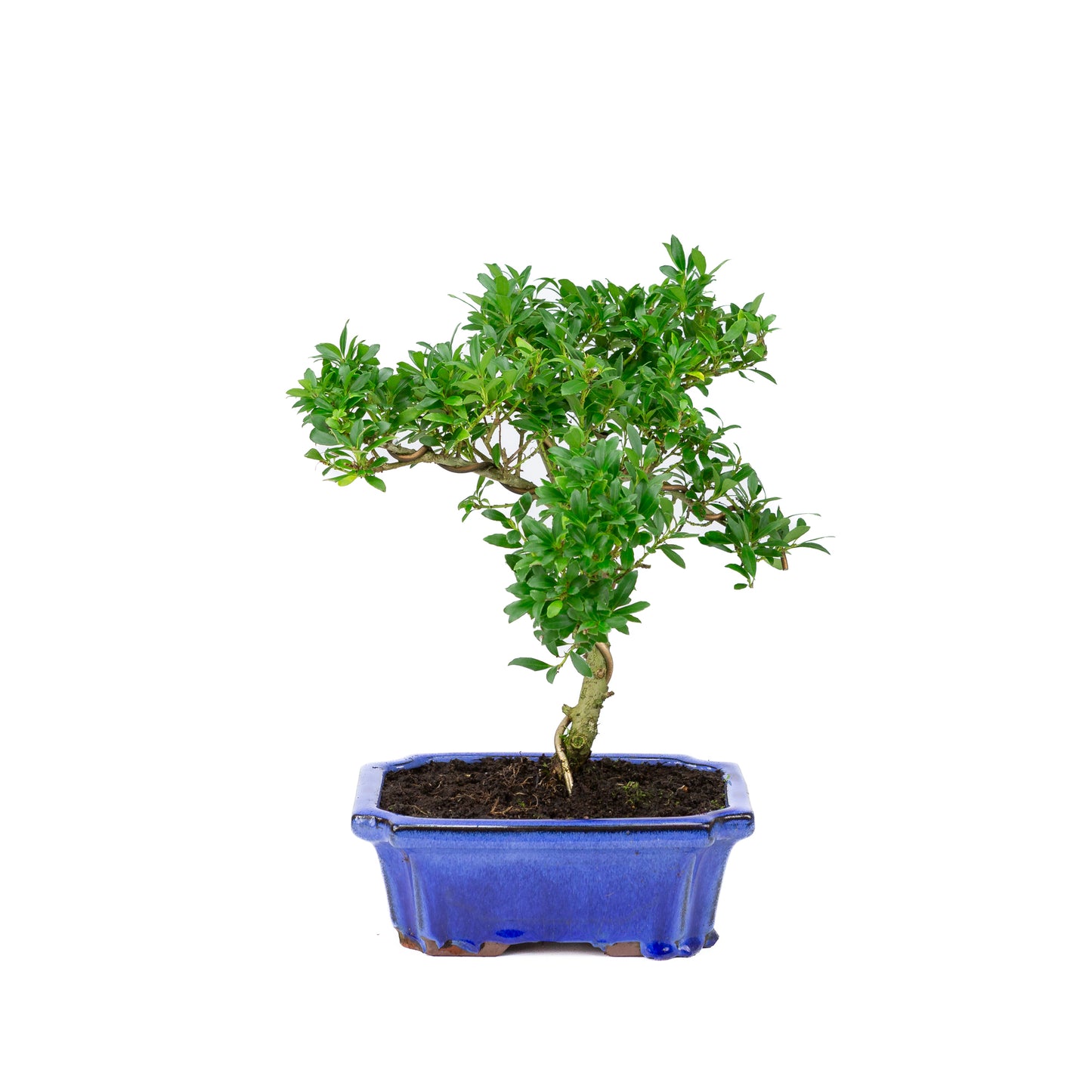 Ilex crenata blue pot 20cm, height ~36cm