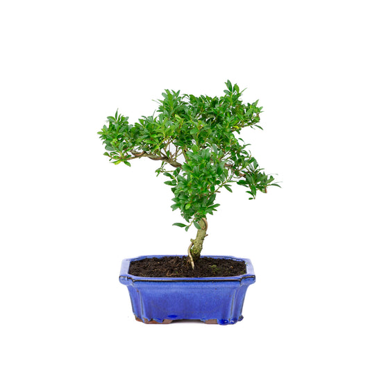 Ilex crenata blue pot 20cm, height ~36cm