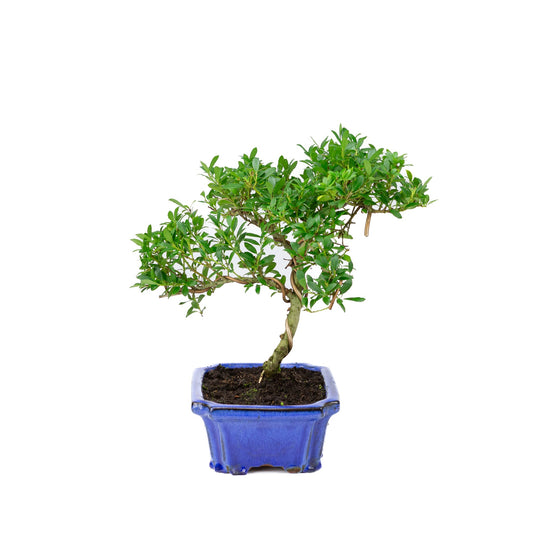 Ilex crenata blue pot 20cm, height ~36cm