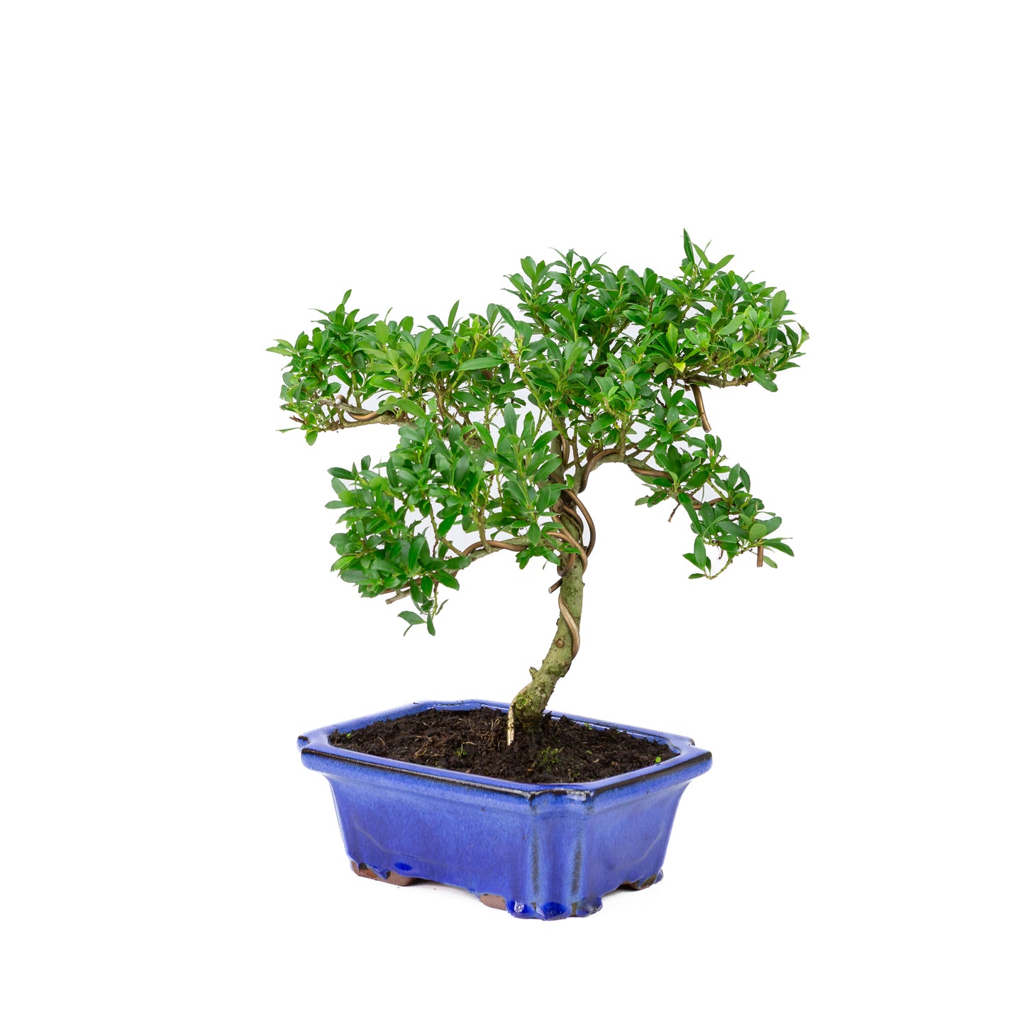 Ilex crenata blue pot 20cm, height ~36cm