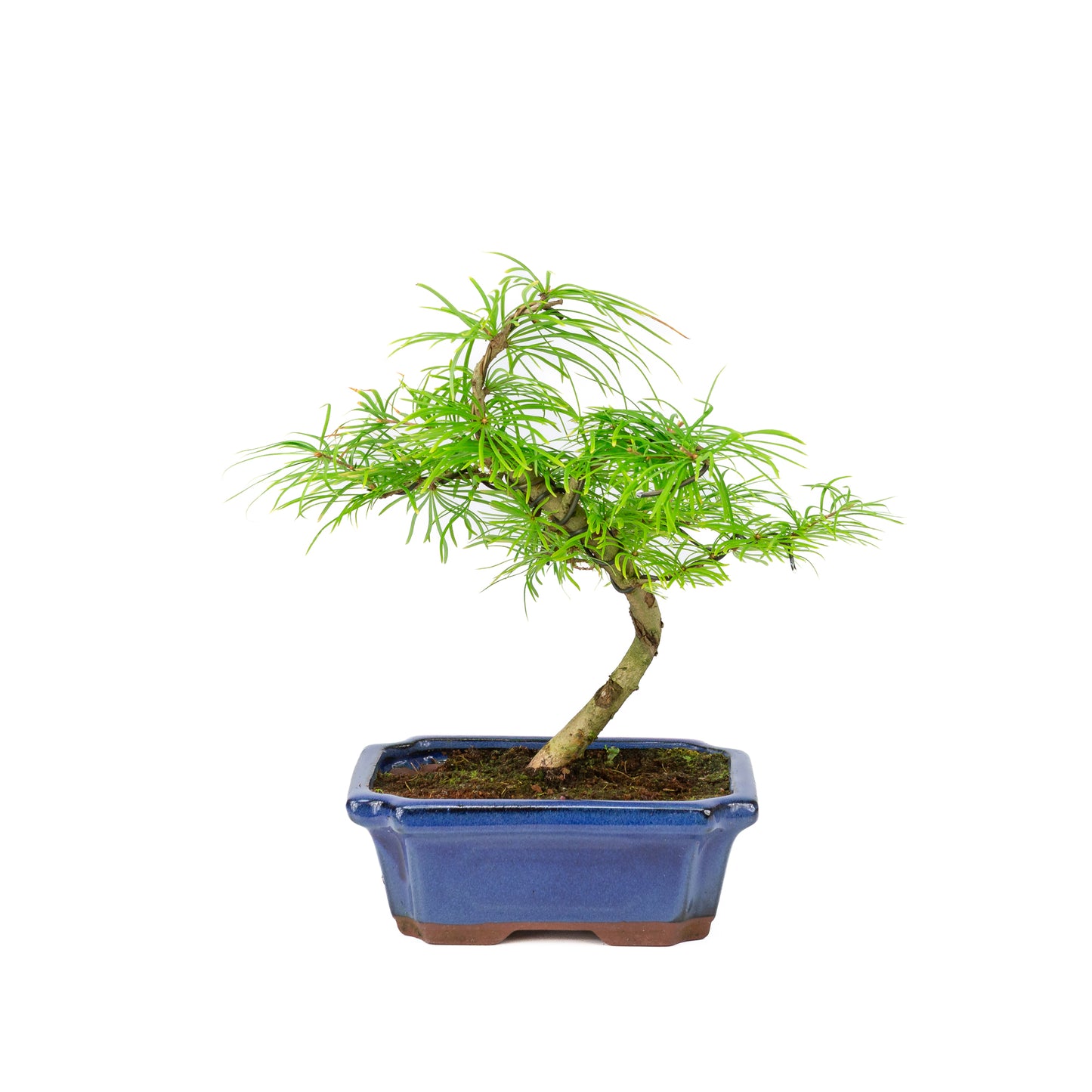 Pseudolarix amabilis in a blue pot (20cm, height ~40cm)
