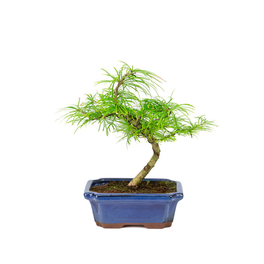 Pseudolarix amabilis in a blue pot (20cm, height ~40cm)