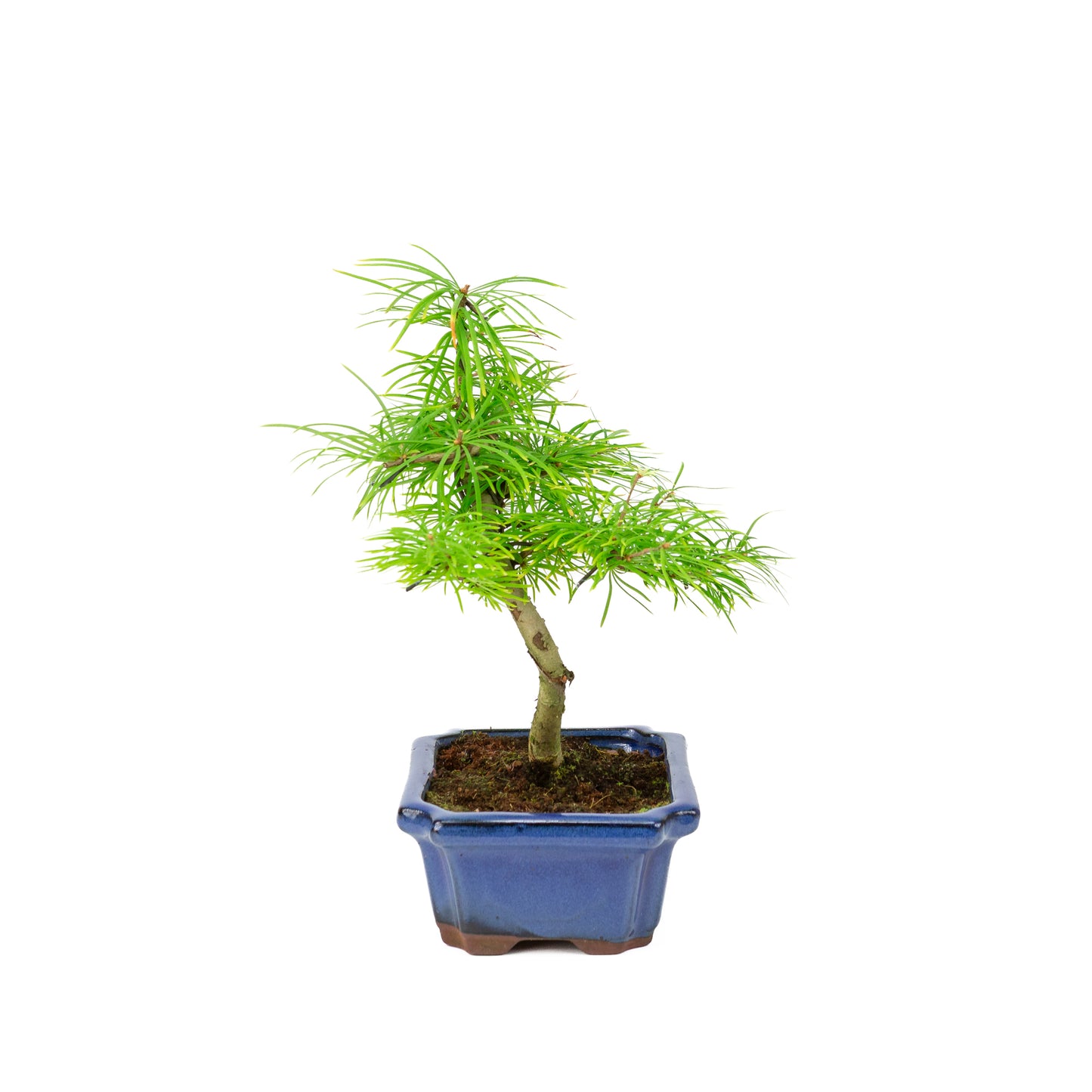 Pseudolarix amabilis in a blue pot (20cm, height ~40cm)