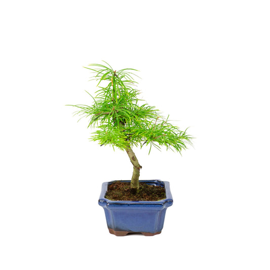 Pseudolarix amabilis in a blue pot (20cm, height ~40cm)