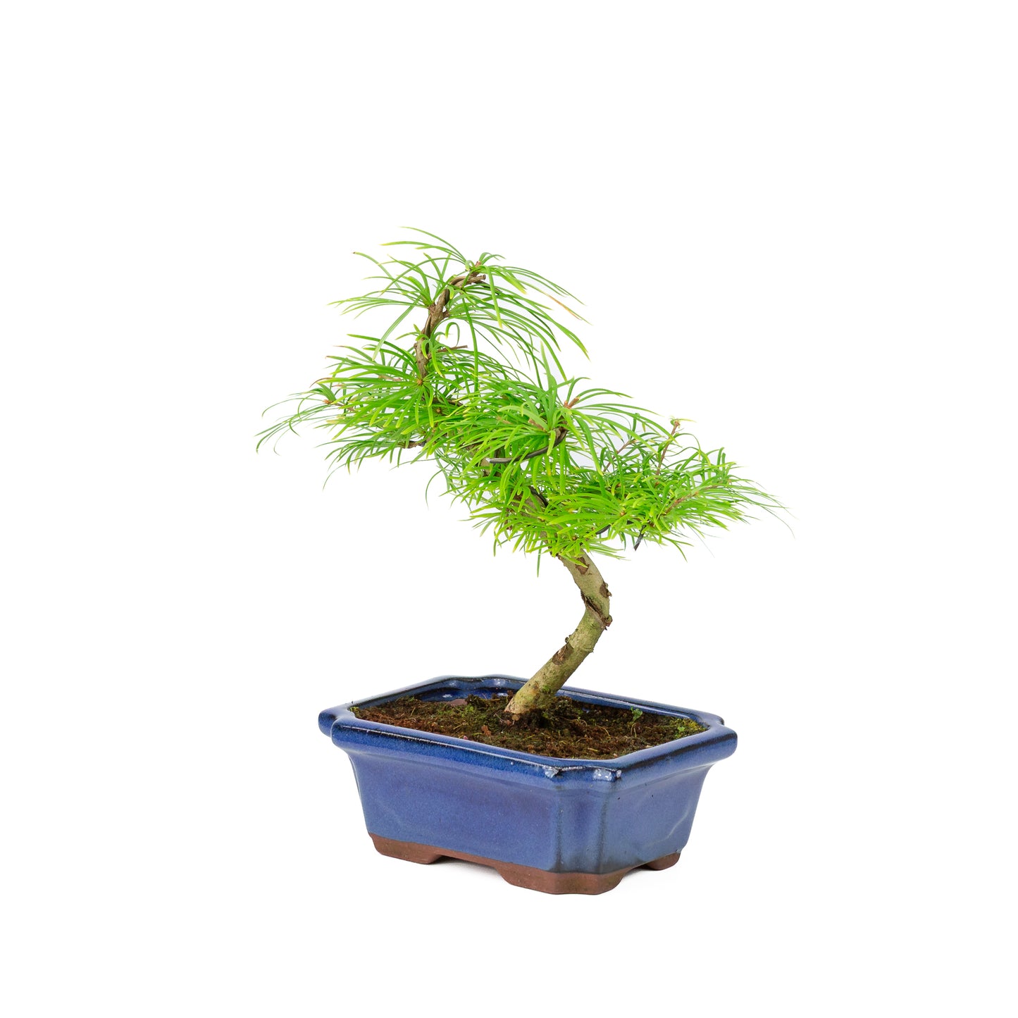 Pseudolarix amabilis in a blue pot (20cm, height ~40cm)