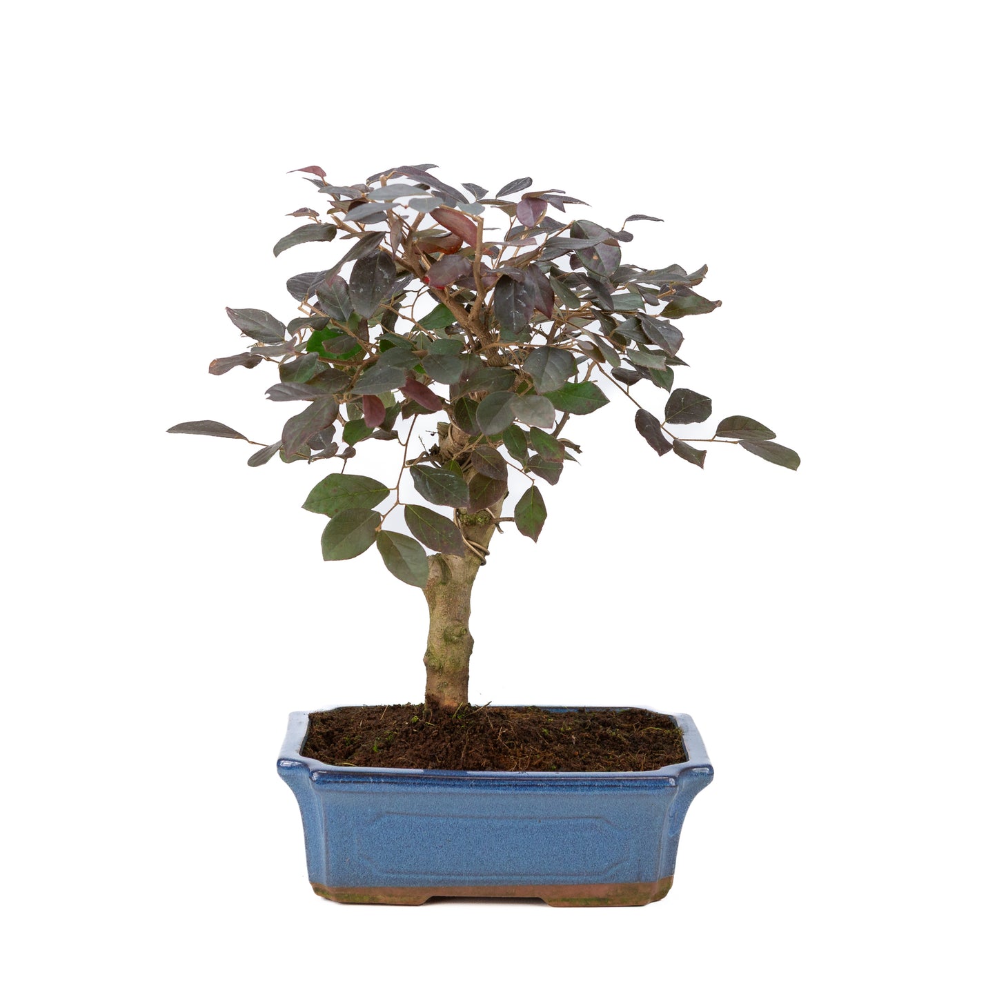 Loropetalum rubra Bonsai in blue pot 24cm, height ~40cm