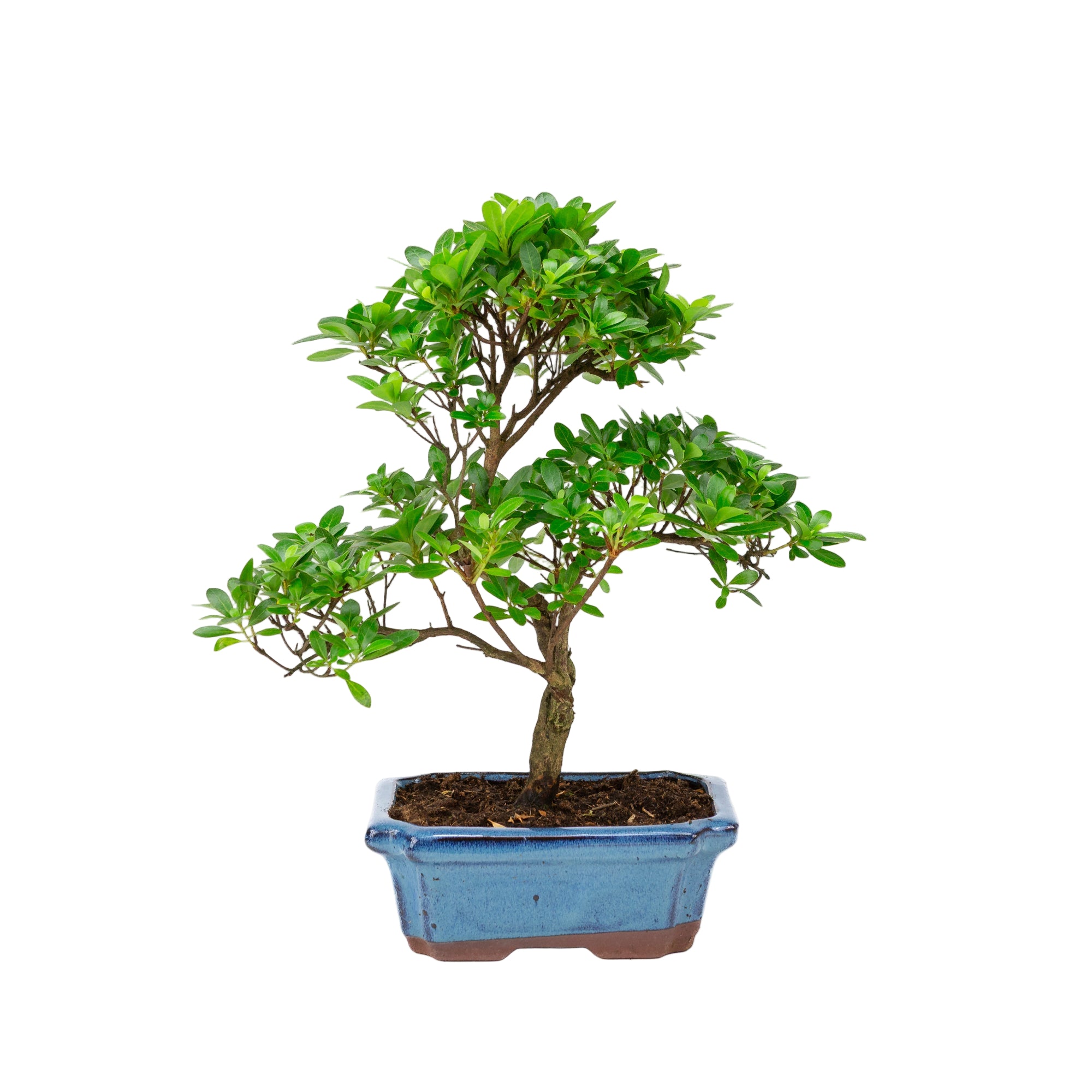 Outdoor Bonsai Rhododendron - Azalea blue rectangular pot 20cm