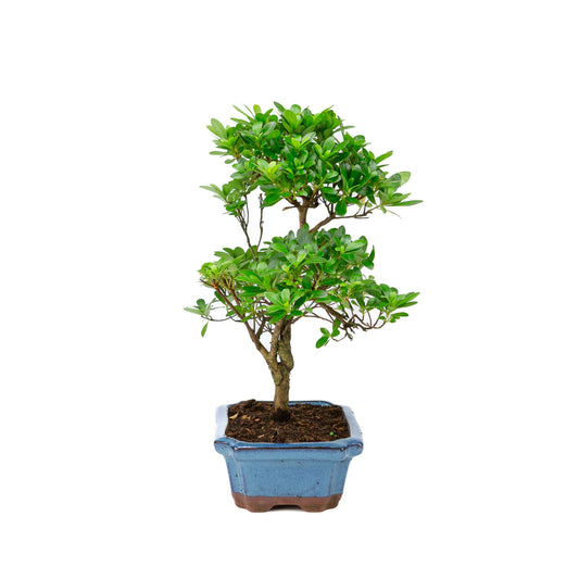 Rhododendron indicum S-shaped blue pot 18cm, height ~36cm