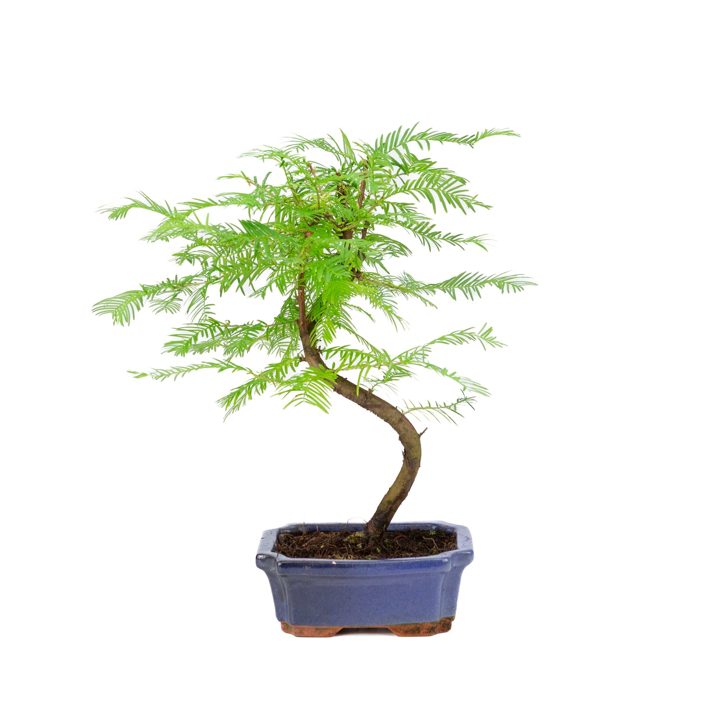 Metasequoia glyptostroboides pot 15cm, height ~35cm