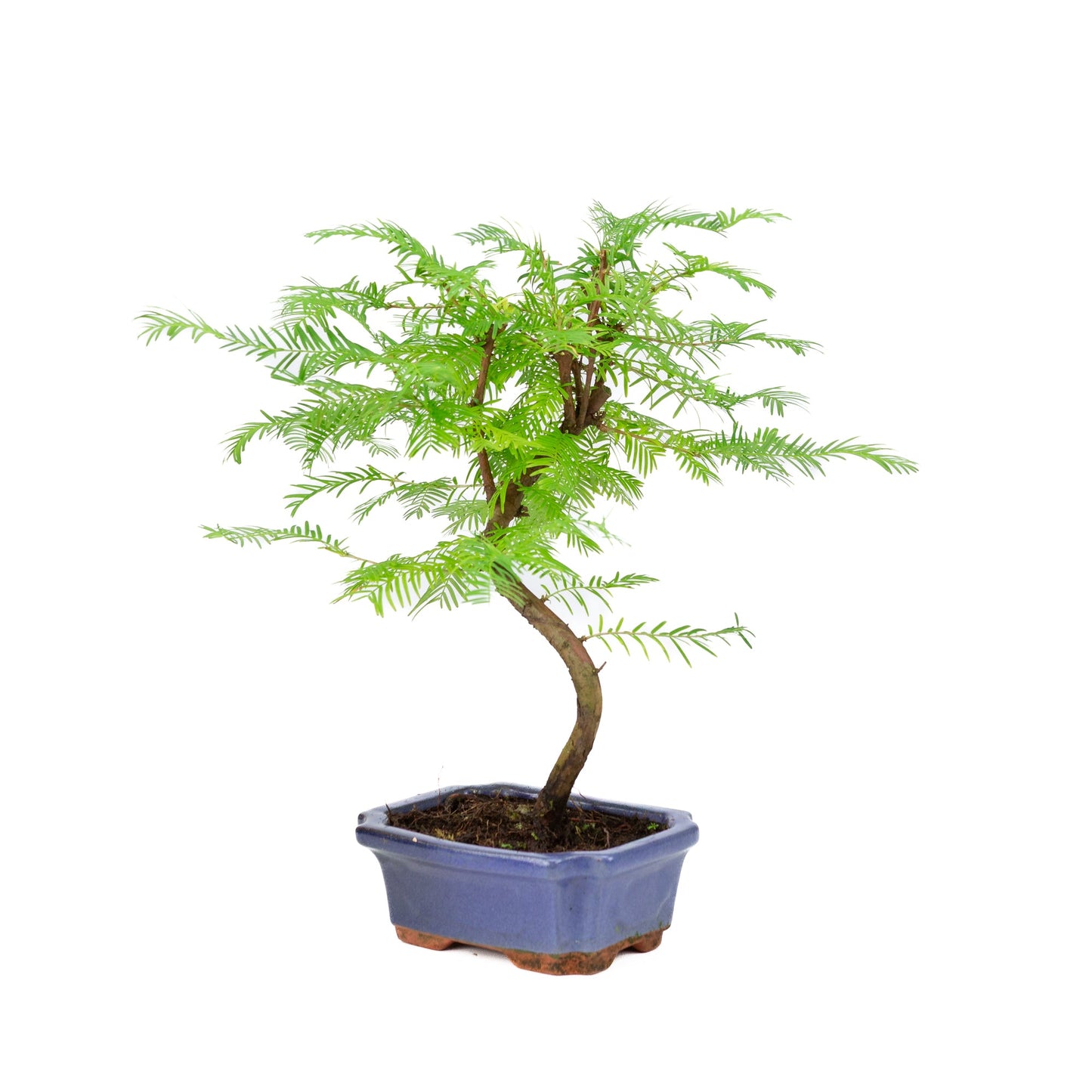 Metasequoia glyptostroboides pot 15cm, height ~35cm