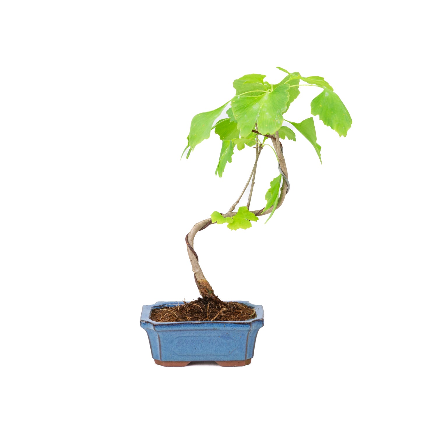 Ginkgo biloba blue rectangular pot 15cm, height ~32cm