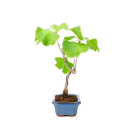 Ginkgo biloba blue rectangular pot 15cm, height ~32cm
