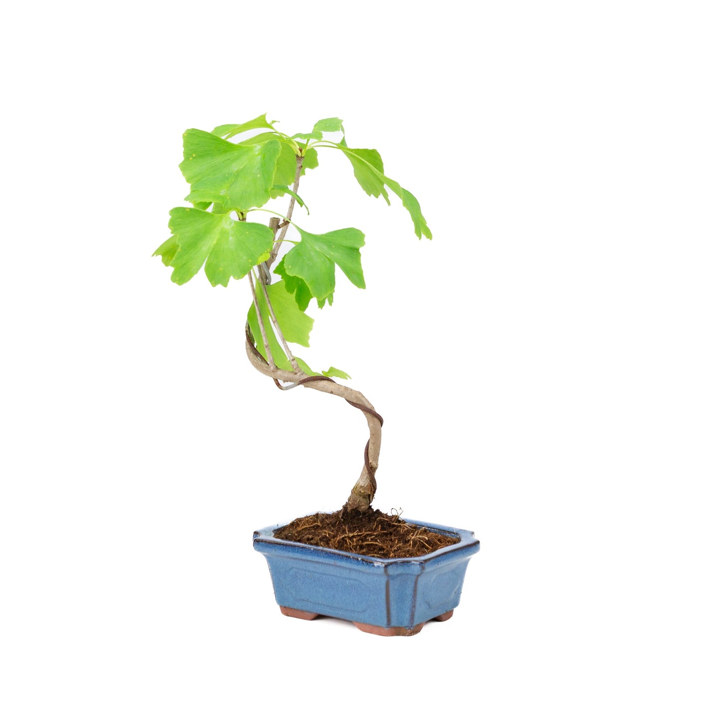 Ginkgo biloba blue rectangular pot 15cm, height ~32cm
