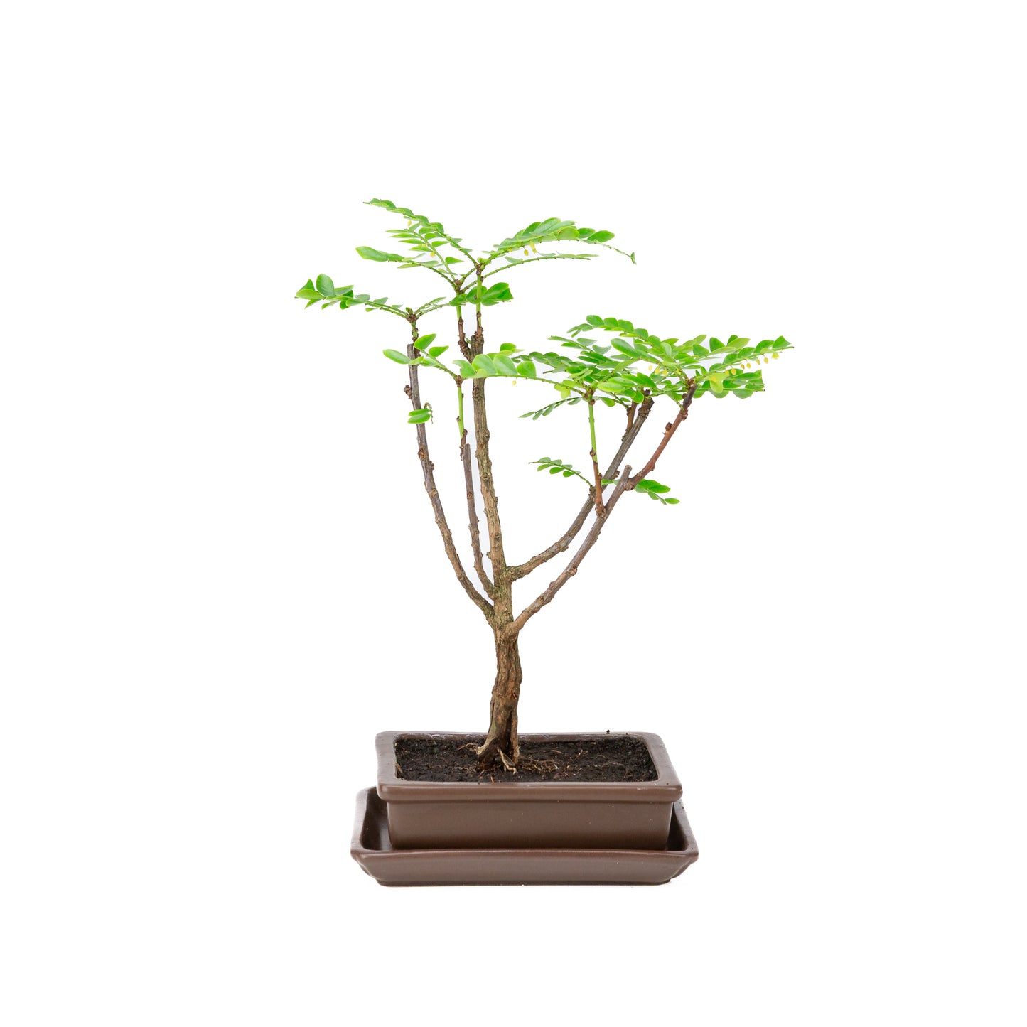 Phyllanthus buxifolius Bonsai in brown pot 15.5cm, height ~33cm
