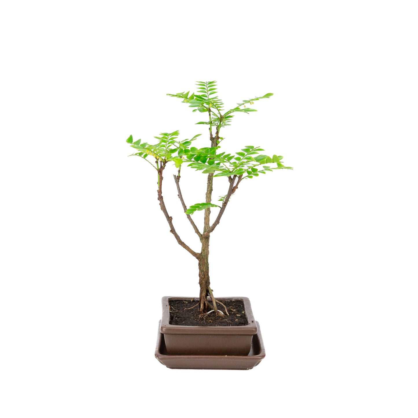 Phyllanthus buxifolius Bonsai in brown pot 15.5cm, height ~33cm