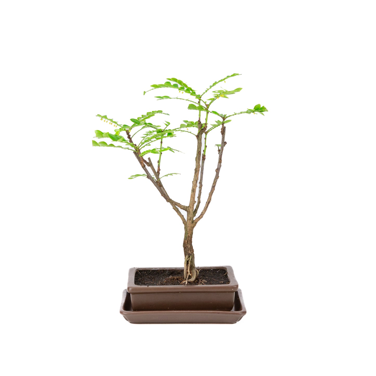 Phyllanthus buxifolius Bonsai in brown pot 15.5cm, height ~33cm