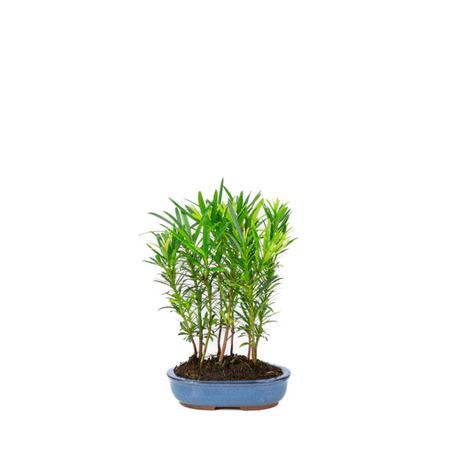 Podocarpus macrophylla group oval pot 15cm, height ~25cm