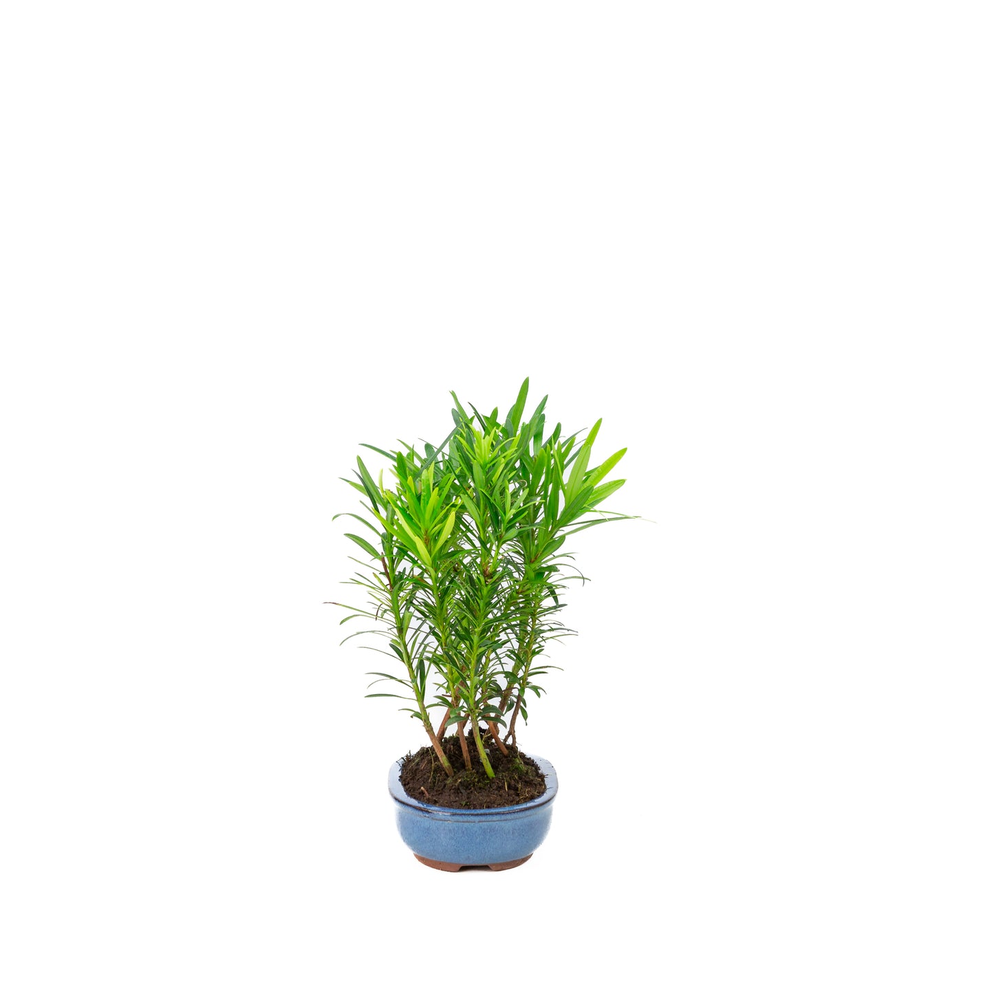 Podocarpus macrophylla group oval pot 15cm, height ~25cm