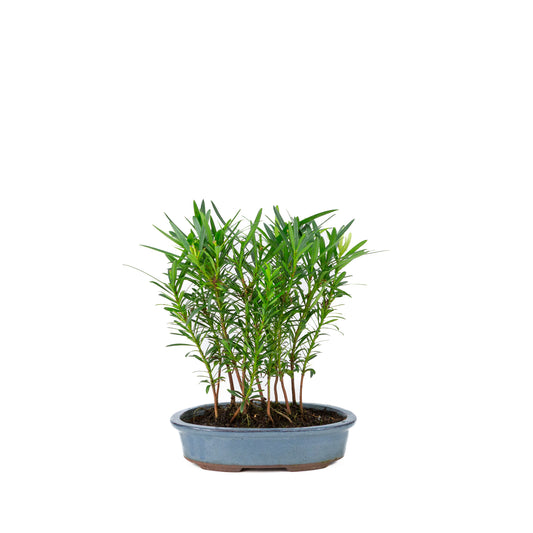 Podocarpus macrophylla group oval pot 20cm, height ~35cm