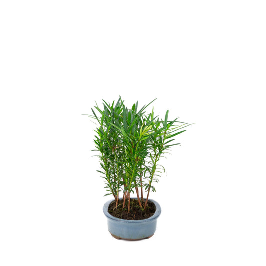 Podocarpus macrophylla group oval pot 20cm, height ~35cm