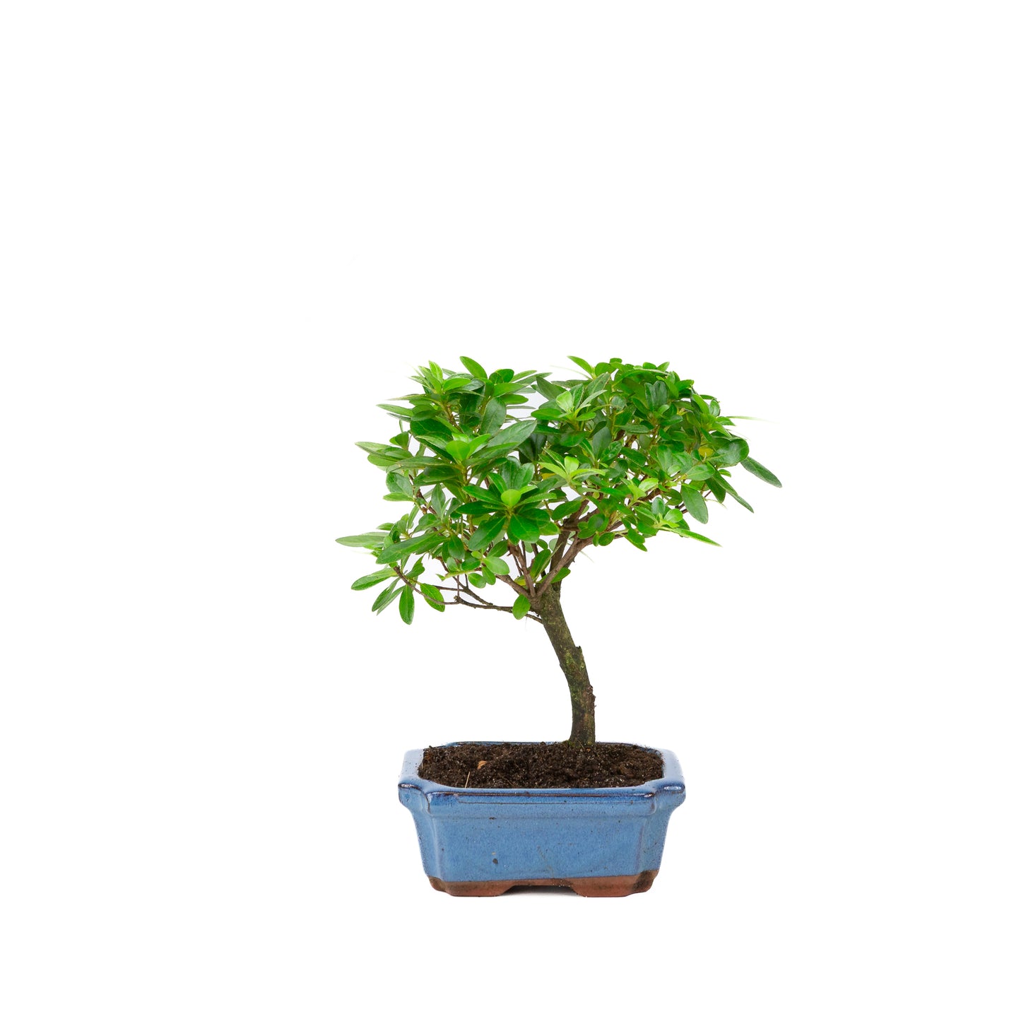 Rhododendron indicum broom shape blue pot 15cm, height ~27cm