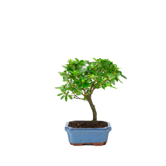 Rhododendron indicum broom shape blue pot 15cm, height ~27cm