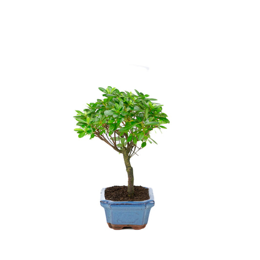 Rhododendron indicum broom shape blue pot 15cm, height ~27cm