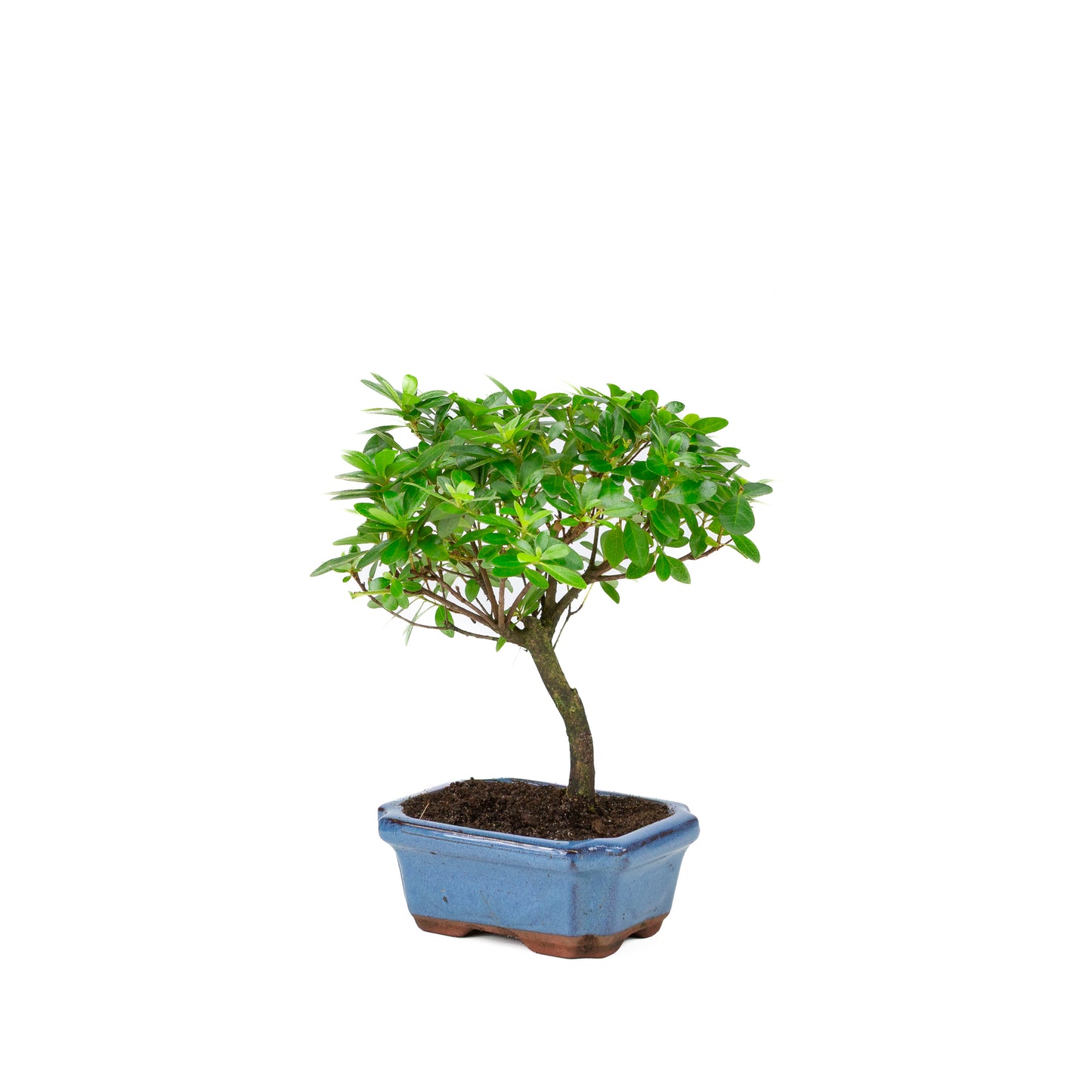 Rhododendron indicum broom shape blue pot 15cm, height ~27cm