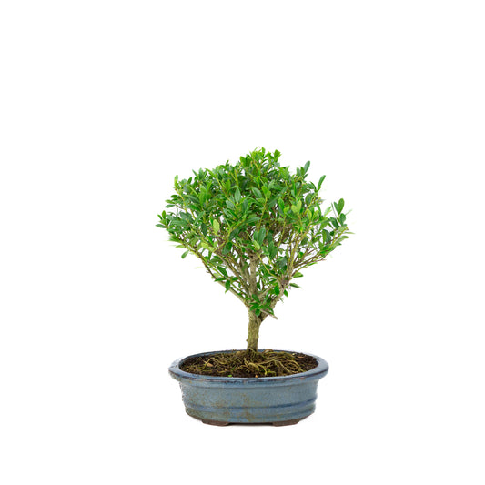 Ilex crenata Bonsai in blue pot 18cm, height ~25cm