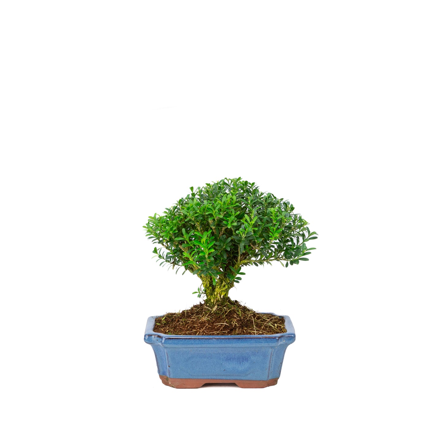 Buxus harlandii broom shape blue pot 19cm, height ~25cm