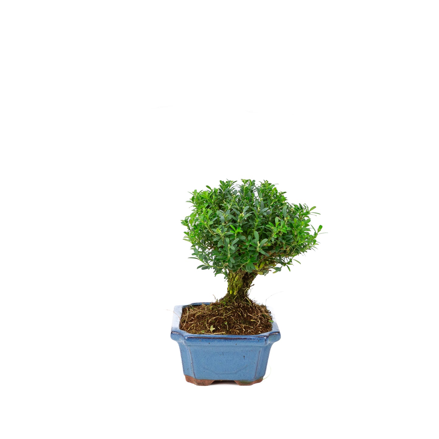 Buxus harlandii broom shape blue pot 19cm, height ~25cm