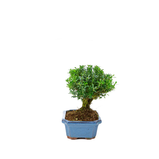 Buxus harlandii broom shape blue pot 19cm, height ~25cm