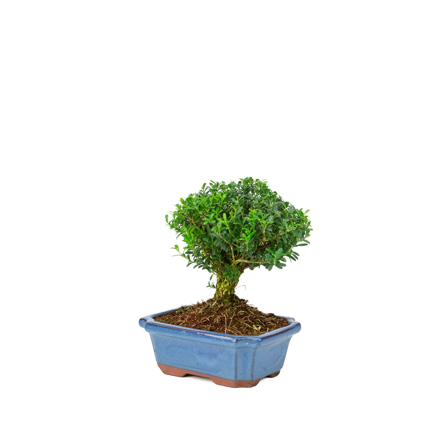 Buxus harlandii broom shape blue pot 19cm, height ~25cm