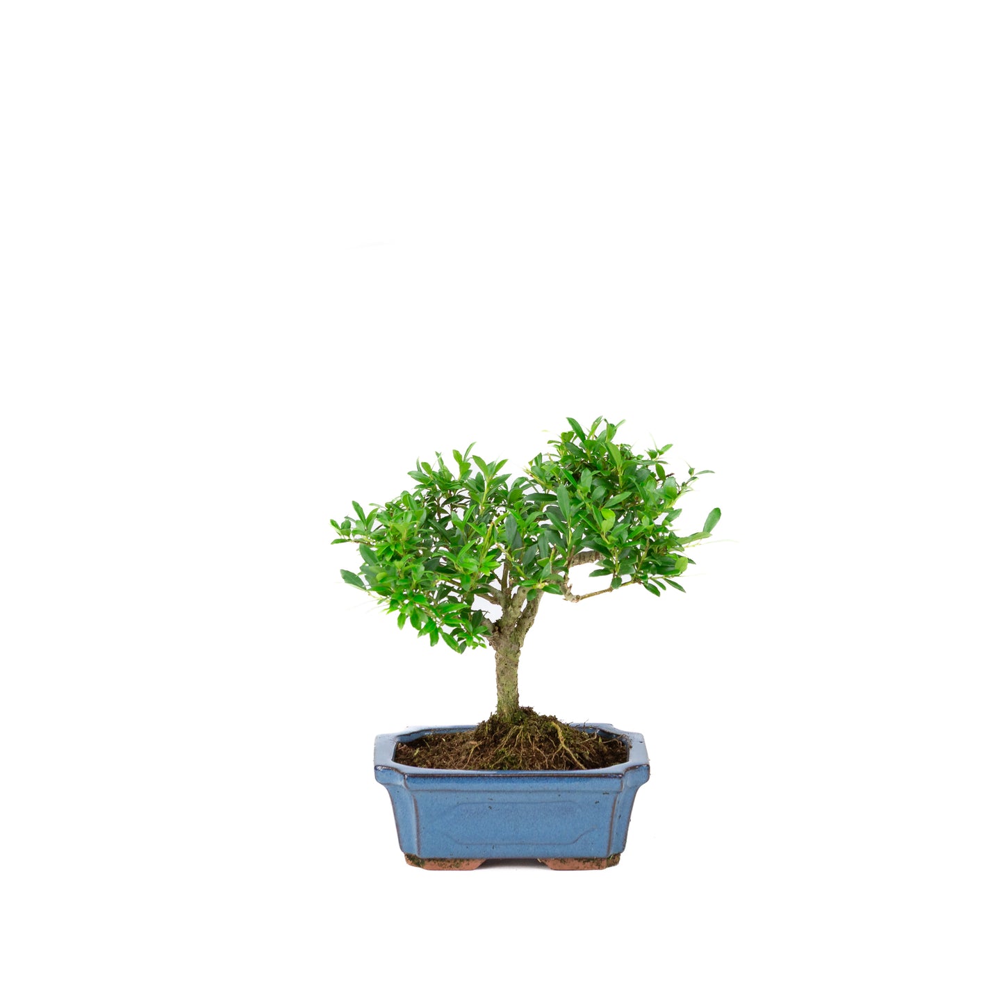 Ilex crenata blue rectangular pot 15cm, height ~24cm