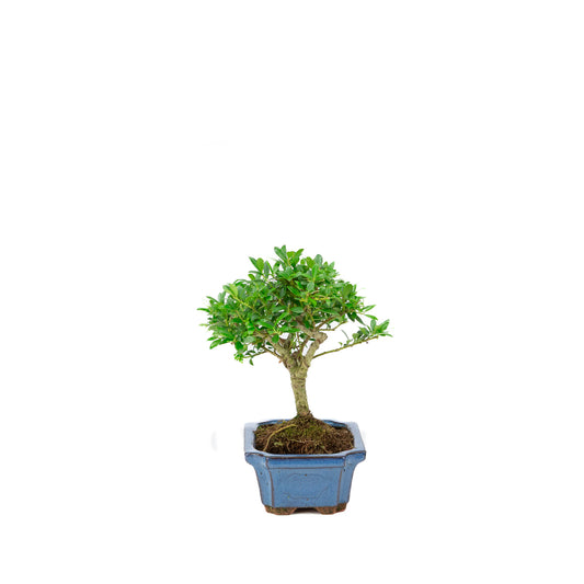 Ilex crenata blue rectangular pot 15cm, height ~24cm