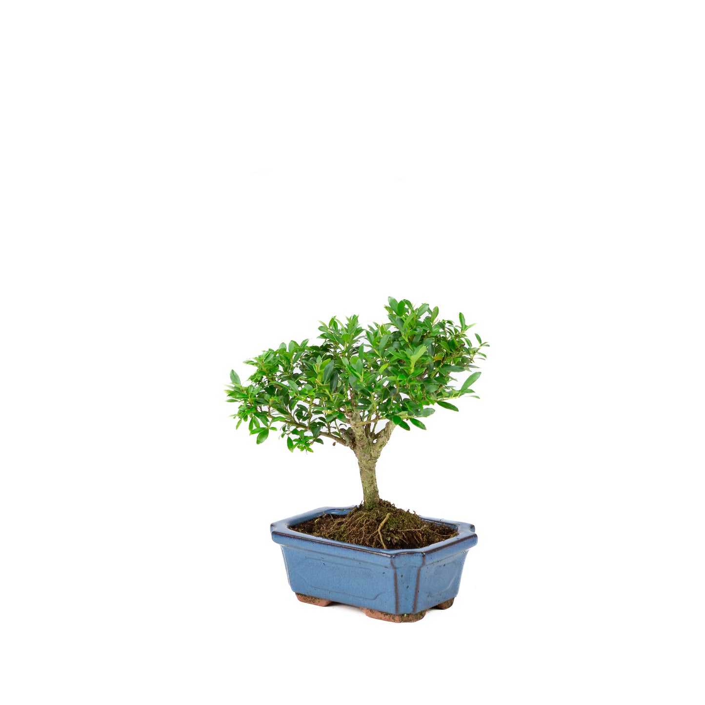 Ilex crenata blue rectangular pot 15cm, height ~24cm