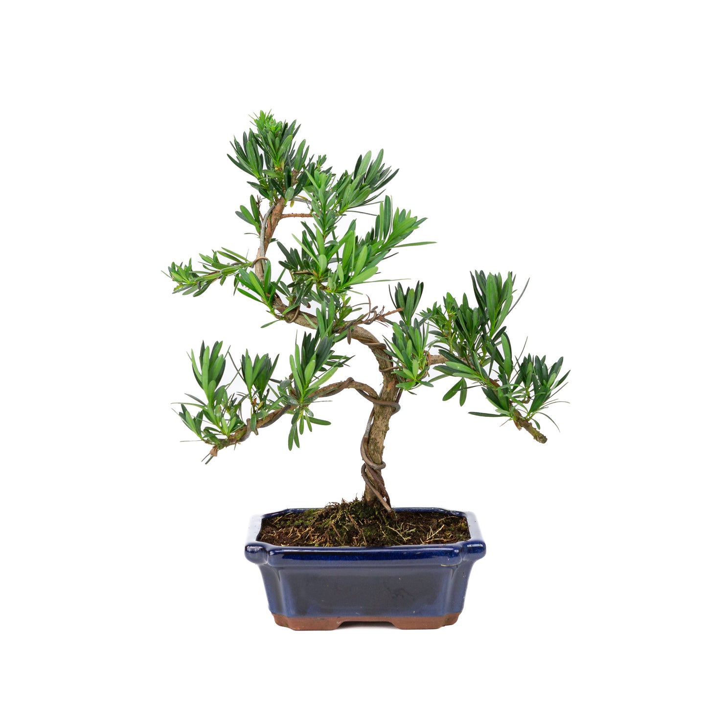 Podocarpus macrophylla blue pot 19cm, height ~40cm