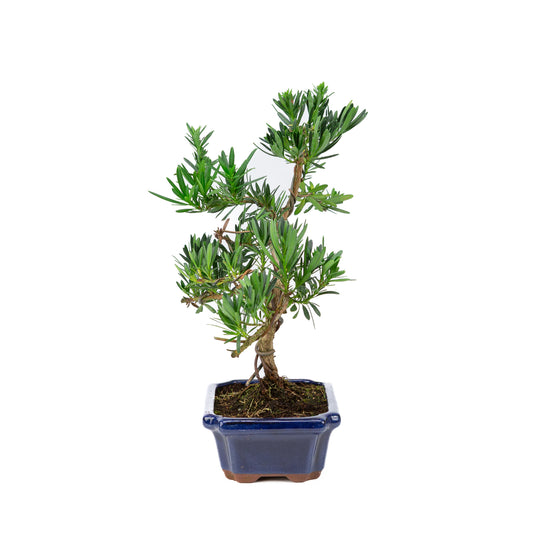 Podocarpus macrophylla blue pot 19cm, height ~40cm