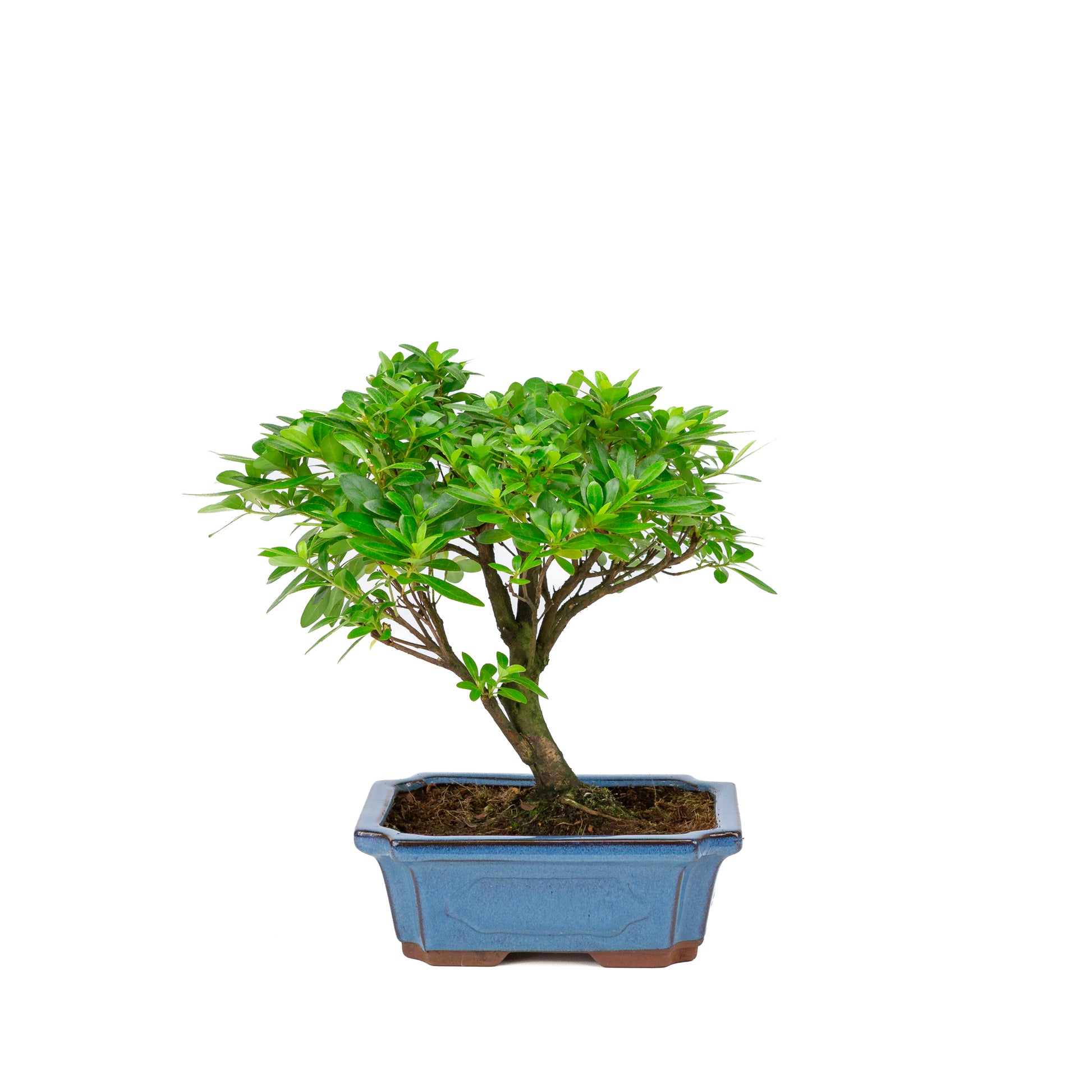 broom plant in pot Rhododendron indicum broom shape blue pot 18cm, height ~36cm – Bonsai Shop
